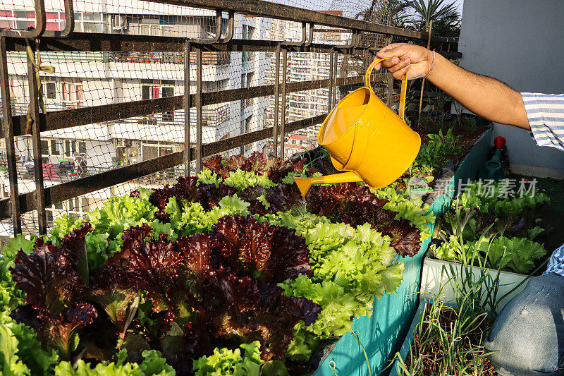 无法辨认的园丁正在浇灌红色和绿色的珊瑚生菜叶子，Lollo Bionda(浅绿色)，Lollo Rosso(红色)用黄色的浇水罐，有鸽子防鸟网的蔬菜园地，聚焦前景